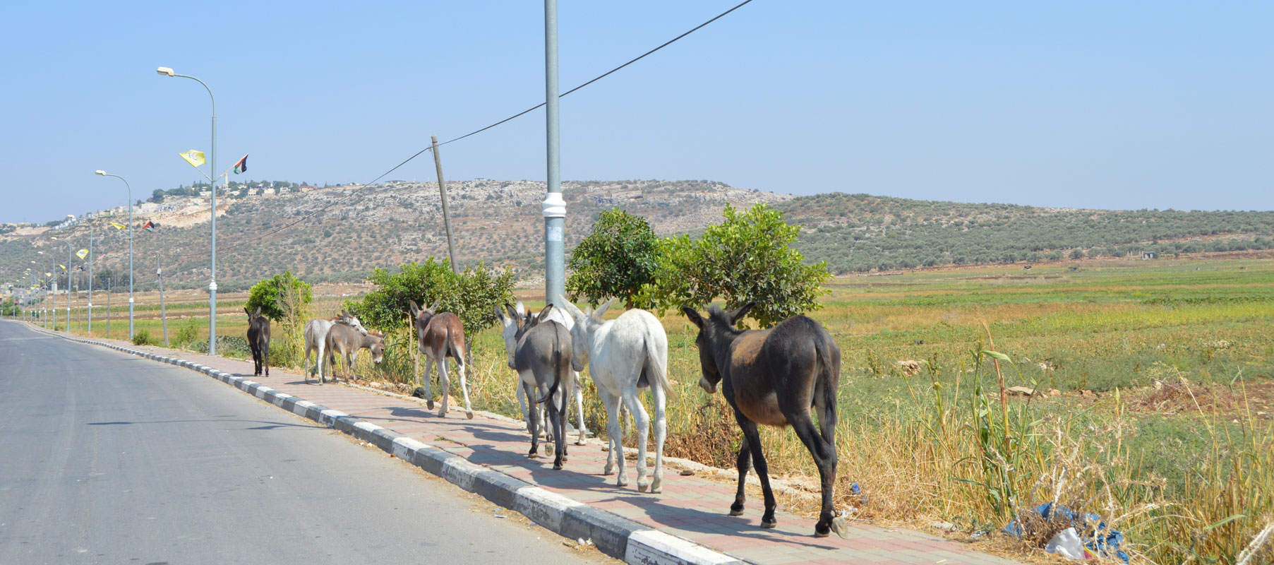 Deir Balut, Palestine