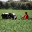A farmer's daughter carefully tends to the cows in Gaza | Photo by: Mohammed Zaanoun